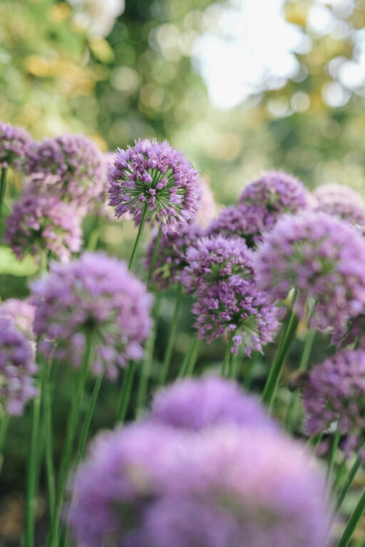 Cluster of purple allium flowers in bloom, with green stems and a blurred background of foliage and sunlight.