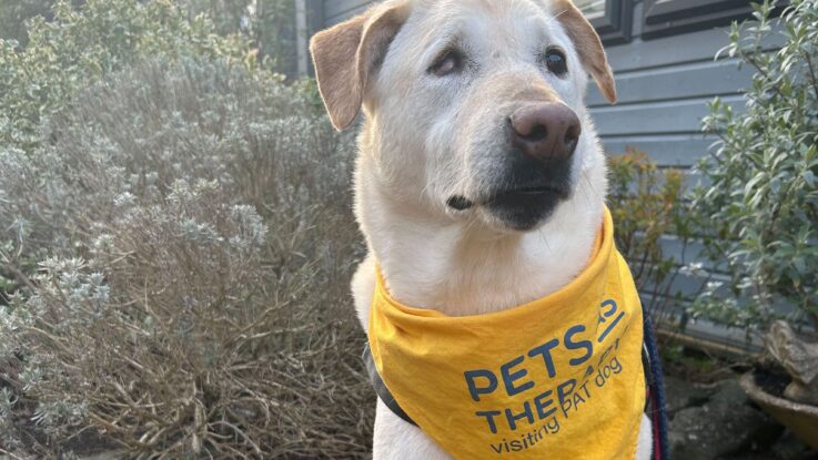 A light-coloured dog wearing a yellow Pets as Therapy visiting PAT dog bandana sits outside near shrubs and a building.